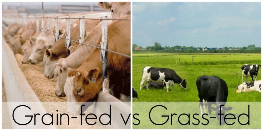 Grass-Fed Milk